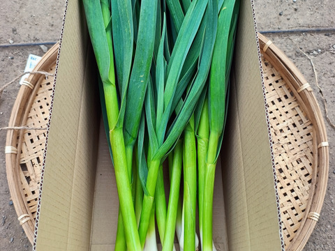 ビール酵母で育てた香り豊かな葉ニンニク1キロ