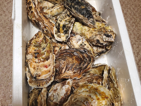 🦪 生食用２ｋｇ 殻付き 牡蠣 （14〜30粒）牡蛎 殻付き牡蛎 kaki カキ 松島牡蠣屋 BBQに最適！🔥 海産物 オイスター oyster 生牡蠣【冬ギフト】