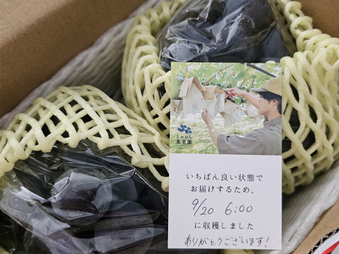 《家庭用》ナガノパープル（２〜３房）長野県須坂市産・クール便