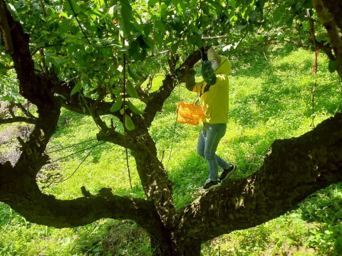 【古城梅】ゴジロウ「L～２L」３kg和歌山産