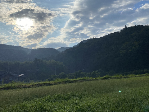 愛媛県産低農薬朝採りオクラとゴボウ