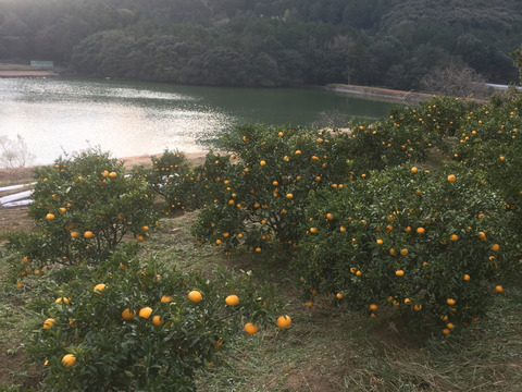 まるごと使える 自然栽培の甘夏10㎏(30個前後)。台所がちょっとやさしくなる。