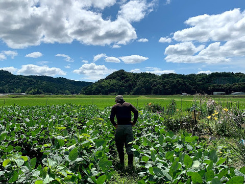 【自然栽培】　採れたて枝豆を発送　湯上り娘（さや）　１K　農薬・化学肥料不使用栽培　クール便