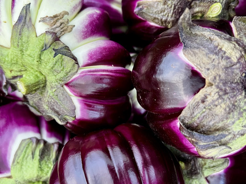 うま味ぎっしり。ナスいろいろセット 1kg