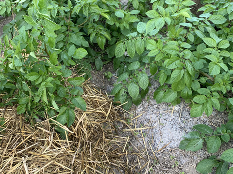 農薬化学肥料不使用　新じゃが【インカのめざめ】＆ローズマリー少量