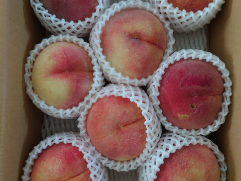 川中島白桃（8月下旬お届け）【わけあり家庭用 3kg】ジュワッと果汁溢れる！白桃