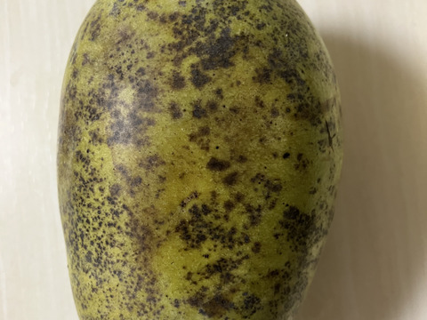 ⚠️追記あり要確認【常温便】森のカスタード！ポポー！1kg【３個から5個入】