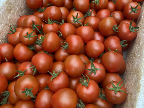 【お試し割中】艶り！ジューシー♥レッドオーレトマト🍅1kg