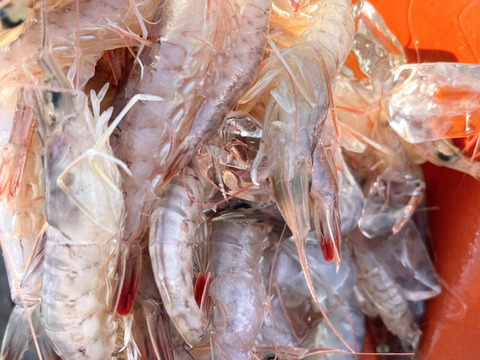 【超貴重】誰もが大好き，かき揚げや素揚げで❗️
アカシャエビ❗️