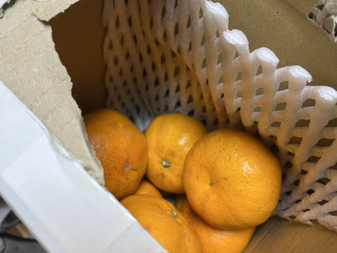 衝撃の甘さ「甘平約3㎏ 」「愛媛県産」