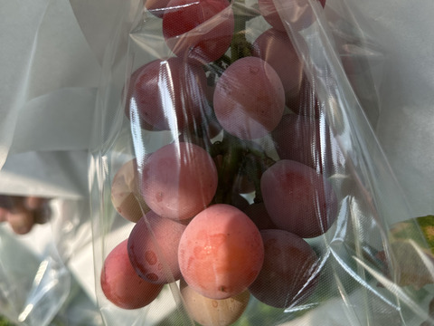 限定10箱！稀少品種！極甘クイーンニーナ2房（1kg）【敬老の日ギフト】