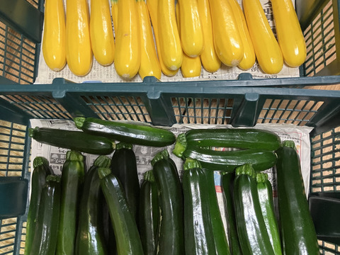 色鮮やか💛石垣島産ズッキーニ 不揃い7〜8本入り