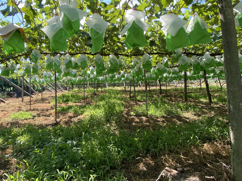 山梨県産「シャインマスカット」