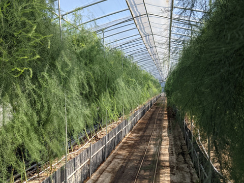 【極太アスパラ】さぬきのめざめ30cm！甘くて柔らか香川県産たっぷり1kg