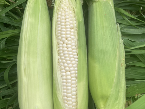 【アイスクリームコーン】冷やして美味しいホワイトコーン　５本詰め合わせ