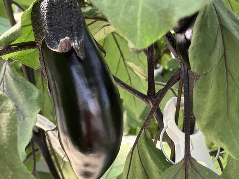 富士山麓の野菜セット