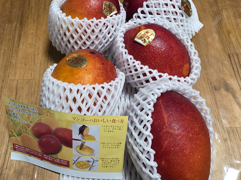 M005 沖縄県産 訳あり小振りマンゴー 2kg 訳あり 沖縄産 マンゴー 4-6玉 2kgセット 送料無料【予約受付中
