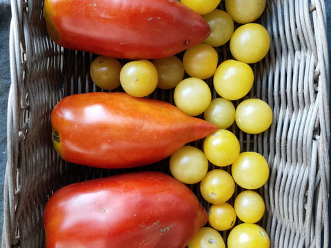 固定種トマト　ホワイトチェリー＆アンデストマト　農薬化学肥料不使用