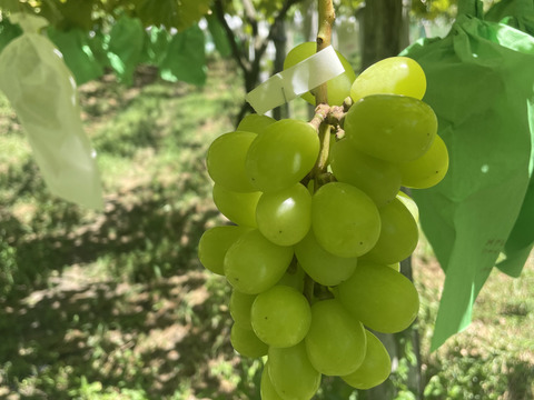 朝採り　当日発送　シャインマスカット　350g×2房　順次発送中