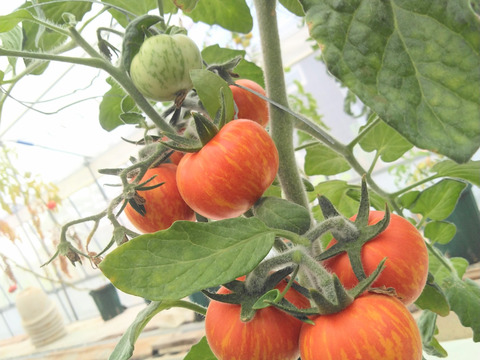 《本日終了！》完熟カラフルトマト 約1.3kg【食べ比べ】【厳選10種以上】