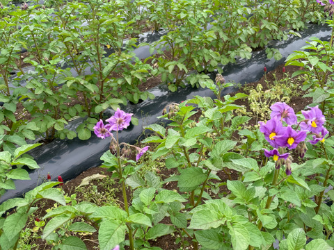 ノウフク　カラフルじゃがいもミックス 1kg　【栽培期間中農薬化学肥料不使用】