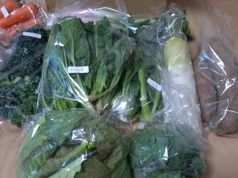 [定期購入] ギュッとお得用セットＭサイズ(約10品)