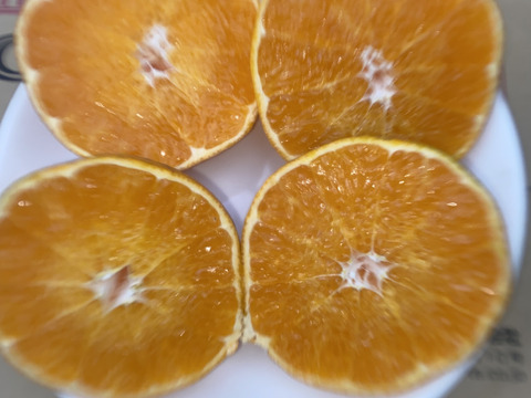 プチプチで濃厚な甘み！肥前ユース5キロ