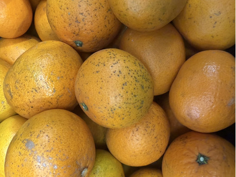 激甘っ♪清見オレンジ7kg