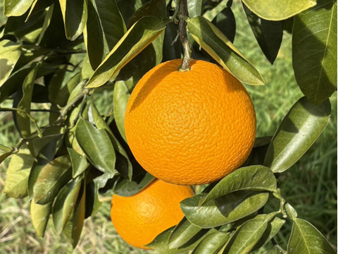 【特別栽培】和歌山県産【極ウマ】　紅八朔(5kg)