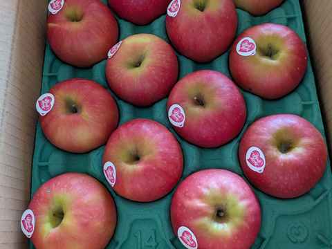 発送中🍎 ピンクレディー®︎3キロ箱  長野県 信州 安曇野 リンゴ 幻 幻のリンゴ 予約 希少 旬 6玉〜16玉サイズ 商品ID42100 ピンクレディー