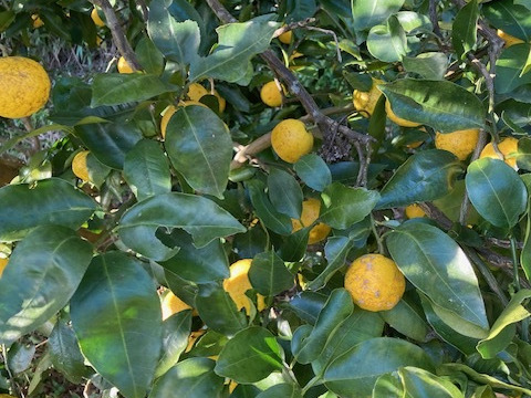 [宅送] 自然栽培 花柚子 5kg：鹿児島県産のみかん・柑橘類 ゆず 柚子 果物