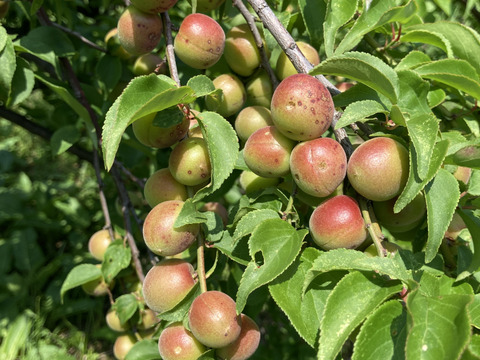 【訳あり傷あり】自然農法で大事に育てた小梅（青〜ちょっと黄色）（2kg）