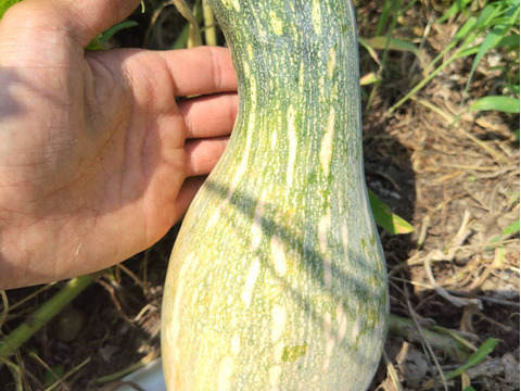 にこさん専用伝統野菜　鶴首かぼちゃ自然栽培2キロズッキーニ1キロ80サイズ在来種の伝統野菜　自然栽培　写真は見本です。