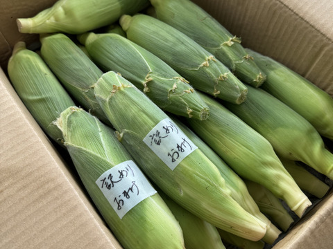 【農薬・化学肥料 不使用】メロンより甘い糖度18度以上！ 生で食べられるあま～いフルーツコーン(7.5kg)