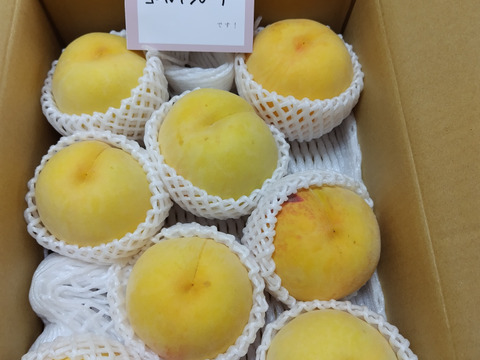 昨年大好評‼️【まるでマンゴー!?】ゴールデンピーチ!!３kg