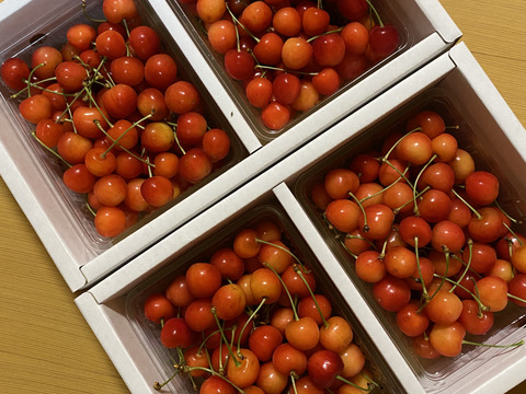 佐藤錦 1kg×２箱（L・Mサイズ混合）｜山形県東根産《家庭用バラｐ詰め》