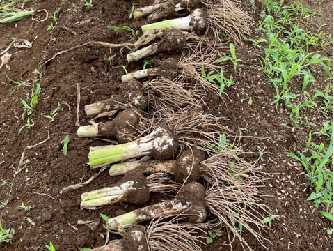 濃厚で甘い！大粒福地ホワイト六片にんにく 500g（農薬・化学肥料不使用／バラ）