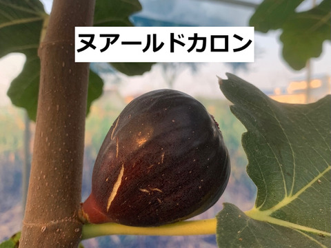 イチジク3種食べ比べ 糖度18%以上 ねっとり甘い 樹上完熟 朝採れイチジク800g(バナーネ・姫蓬莱・ヌアールドカロン) 栽培時農薬不使用