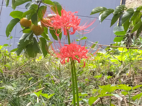 冷蔵クール便　　和歌山県橋本市産　ご家庭用たねなし柿　約5キロ(箱込)