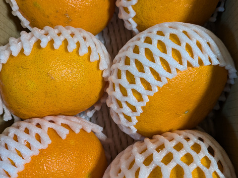 【ズッシリ！】大っきいですよ 甘平みかん  3Lサイズ 6個入り（ご家庭用）