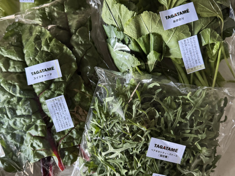 【旬を楽しむ♪】おまかせお野菜セットA（約7～10品）
通年お野菜を切らすことなく栽培しているタガタメはいつでも注文可能です☺︎
20時までのご注文で翌日発送！