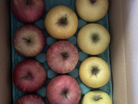 どっちがお好き！！完熟サンふじ＆シナノゴールドのアソート 　 訳あり家庭専用お買い得コース　当園人気ナンバー1企画
　お徳用3キロコース　中小玉11個から13個入り