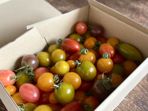 《食べ比べ》オーガニックカラフルミニトマト1kg