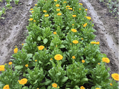 【キンセンカ／20本】素朴なかわいさが魅力のキンセンカ。見ているだけで元気がわいてくる一束です。実はこのお花、花もちがよくてとっても長持ち！