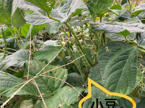 お得な訳あり「大納言小豆」250g×2袋