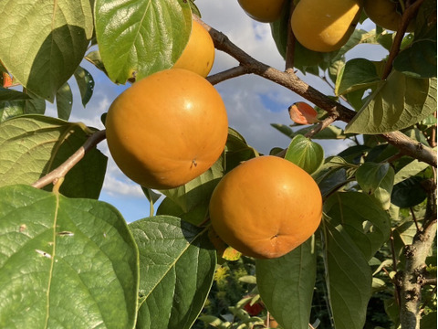 和歌山県オリジナル品種　紀州てまり【富有柿】５キロ（約15個）訳あり