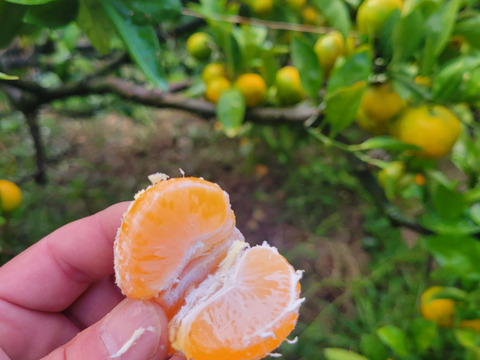 和歌山県産フルーツセット(富有柿×みかん)5kg