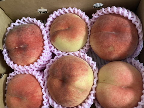 🍑桃の王様　川中島白桃　1.5kg　5玉前後　【ASIAGAP認証農場：津軽農園】8月下旬　採れたて農家直送【朝どれ】
