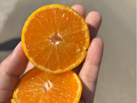 【シーズン幕開け！秋一番！極早生みかん】５kg（訳あり）