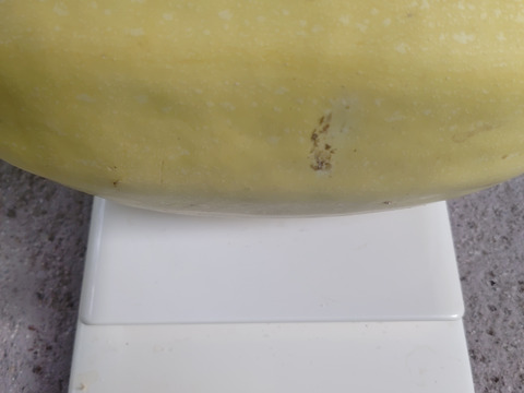 そうめんカボチャ　食べてみられぇ(^^♪